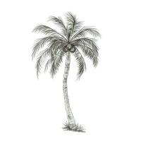 zomer tropisch palm boom ai gegenereerd foto