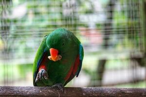 seks vogels, welke heeft de wetenschappelijk naam eclectus roratus of ook bekend net zo de moluks eclectus, is een papegaai inheems naar de maluku eilanden. foto