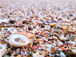 uitgestrektheid van schelpen Aan de strand foto