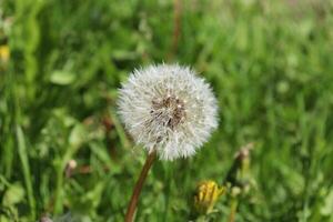 macro foto - volwassen paardebloem met zaden