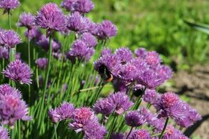 macro hommel Aan een bloem van een veld- ui foto