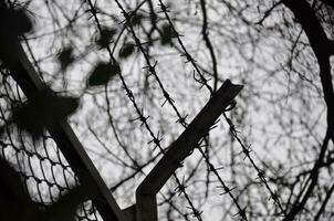 grijs lucht en groen blad foto