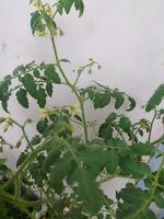 bloeiend tomaat planten foto