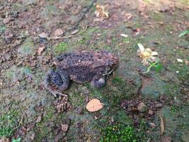 de kikker onder de boom of huis kikker heeft de wetenschappelijk naam bufo melanostictus Schneider. foto