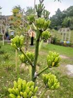 agave chrysantha, de goudbloemig eeuw plant, is een fabriek soorten endemisch naar Arizona. u kan zien de bloemen groeit in clusters. sommige bloemen hebben mieren en witte vlieg absorberen fabriek vloeistoffen. foto