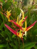 heliconia psittacorum papegaaien bek, parkiet bloem, papegaaien bloem, papegaaien weegbree, false vogel van paradijs is een meerjarig kruid inheems naar de caraïben en zuiden Amerika. foto