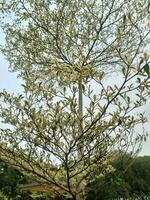 ketapang kencana of terminalia mantaly is een soort van schaduw fabriek in de het formulier van een boom. foto