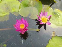 nymphaea nouchali var. caerulea, is een water lelie in de geslacht waterlelie, een botanisch verscheidenheid van nymphaea nouchali. foto