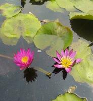 nymphaea nouchali var. caerulea, is een water lelie in de geslacht waterlelie, een botanisch verscheidenheid van nymphaea nouchali. foto