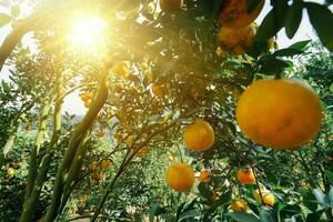 sinaasappelboom in de tuin foto
