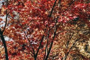 kleurrijke herfstbladeren achtergrond foto