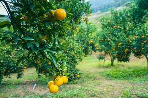 sinaasappelboom in de tuin foto