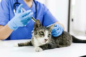 kat Aan examen tafel van dierenarts kliniek. veterinair zorg. dierenarts dokter en kat. foto