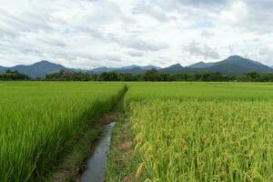 groen terrasvormig rijst- veld. rijst- is groeit in de veld- achtergrond foto