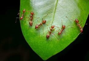 rood mieren of oecophylla smaragdina van de familie formicidae gevonden hun nesten in natuur door omhulsel hen in bladeren. een kolonie van rood mieren staat Aan groen bladeren. zwart achtergrond met macro schot foto