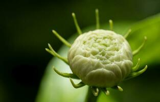 overlappende jasmijn bloemen terwijl knoppen, voordat bloeiend. wit Arabisch jasmijn bloem, macro stijl, wazig groen blad achtergrond, uit van focus. foto