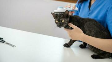 dierenarts chirurg. kat Aan examen tafel van dierenarts kliniek. veterinair zorg. dierenarts dokter en kat foto