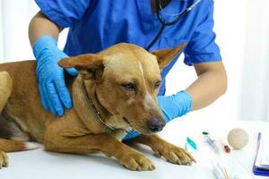 hond Aan examen tafel van dierenarts kliniek. veterinair zorg. dierenarts dokter en hond. foto