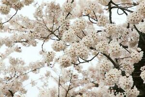mooi kers bloeit. sakura bloemen in Japan. reizen voorjaar tijd. foto