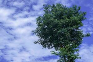 single natuur groot boom groen bladeren blauw lucht achtergrond foto