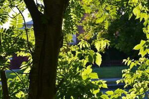 een groen boom en de licht van de instelling zon. zomer landschap in de stad. foto