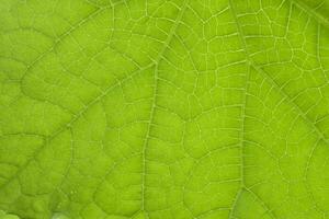 groen blad detailopname. de structuur van de groen blad van de fabriek. de aderen van de blad. foto