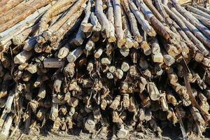 hout oppervlakken tonen planken logboeken en houten muren in hoog oplossing. foto