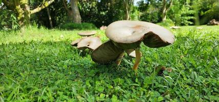 champignons groeit uit van de gras foto