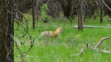 rood vos in natuur uit in Montana Woud foto