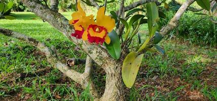 cattleya williet wong orchidee groeit in de werf foto