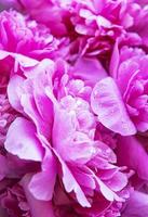 roze pioenrozen met druppels foto