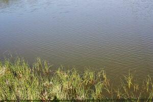 oppervlakte van water van meer en groei van gras. foto