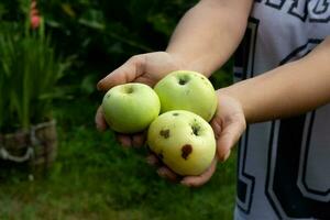 groen appels met schurft palmen van de vrouw. foto