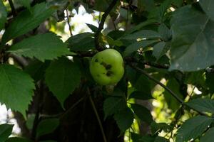 groen appel schurft Aan achtergrond van de gebladerte foto