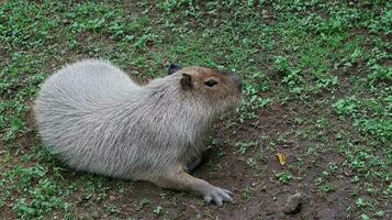 dier capibara zittend in een veld- foto