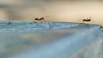 rood mieren zijn op zoek voor voedingsmiddelen. foto