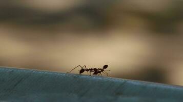 rood mieren zijn op zoek voor voedingsmiddelen. foto