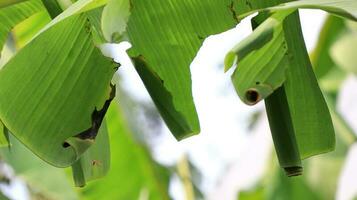 pop van banaan blad rol erionota thrax verwonden Aan banaan blad foto