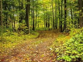 een pad in het bos foto