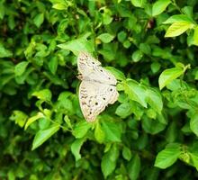 mooi vliegend vlinder foto