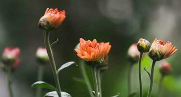 bloeiend bloem in tuin foto