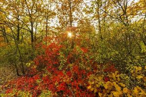 kleurrijke herfst bos