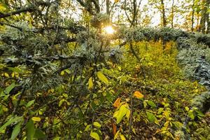 kleurrijke herfst bos foto