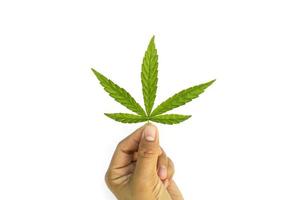 de groene bladeren van cannabis zijn bij de hand op een witte achtergrond, concept van het gebruik van cannabis voor medische voordelen.