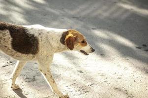 een witte dakloze hond met gingesvlekken die op straat lopen foto