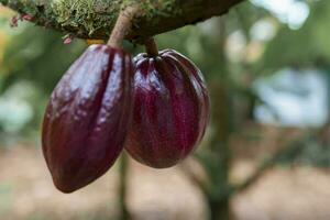 rood cacao Boon Aan de boom in costa rica foto