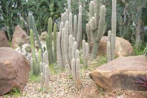 cactus in de woestijn foto