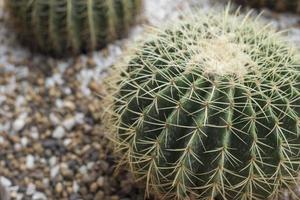 cactus in de woestijn foto