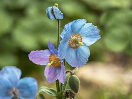blauwe en paarse meconopsis Himalaya papaver bloemen en knop