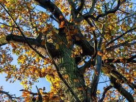 eikenboom met herfstgebladerte in zonlicht foto